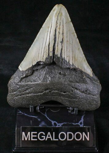 Bargain Megalodon Tooth - North Carolina #20811